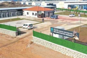 Kahraman köpek Proteo'nun adı Kocaeli'de yaşatılacak