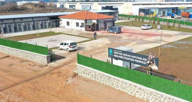 Kahraman köpek Proteo'nun adı Kocaeli'de yaşatılacak