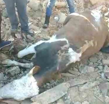 Muş ekibi 300 saat sonra bir ineği canlı çıkardı