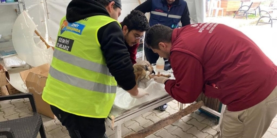 Patibüs Defne’de hayvanların yaralarını sarıyor