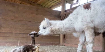 kocaeli-dogal-yasam-parkinda-dunyaya-merhaba-dedi