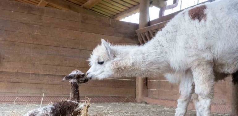 kocaeli-dogal-yasam-parkinda-dunyaya-merhaba-dedi