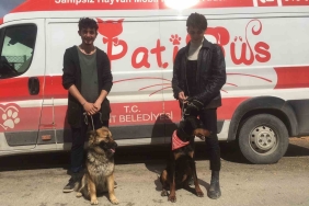 Patibüs ekibi Hatay ’da hayvanların tedavi ve bakımlarını yapıyor