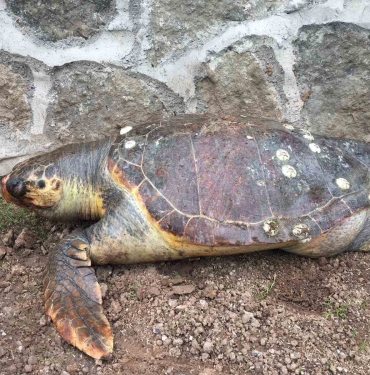 Sayısı gittikçe azalıyor: 100 kiloluk deniz kaplumbağası kıyıya vurdu