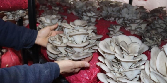 Yılın ilk hasadında 370 kilo mantar toplandı