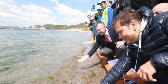 Binlerce yavru balık İzmit Körfezi’ne salındı: Adım adım izlenecekler
