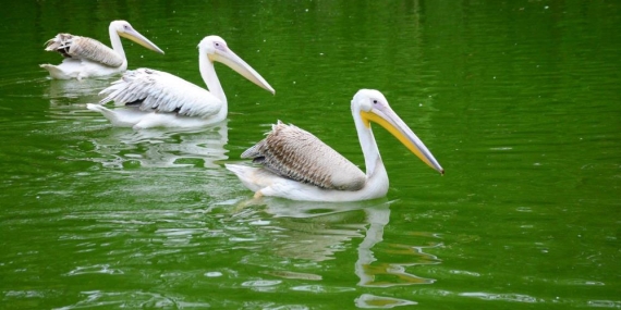 Midesinden plastik şişe çıkarılan pelikanın son durumu