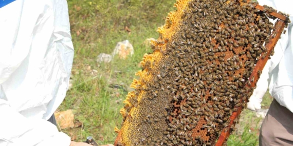 Arıcılara 55 ton arı yemi desteği