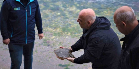 İzmit Körfezi ’nde ağlara çipli kalkan balığı takıldı
