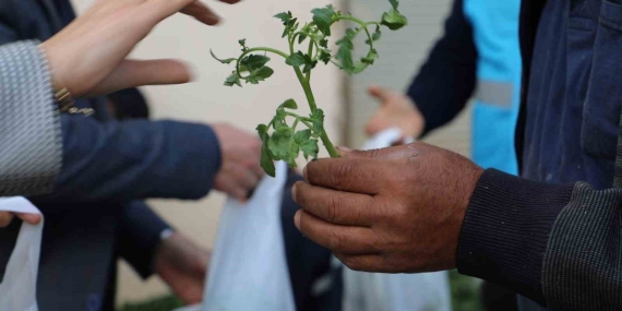 Örtü altı sebze üreticilerine fide desteği