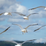 birds-7469509_1280