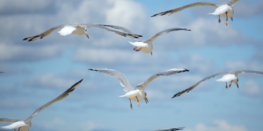 birds-7469509_1280