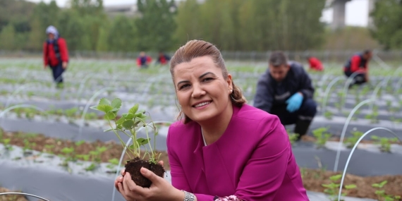 Çilek Köy’de hasat edilen çilekler Çınar Halk Market ve Gülümse Kafe’de yerini aldı
