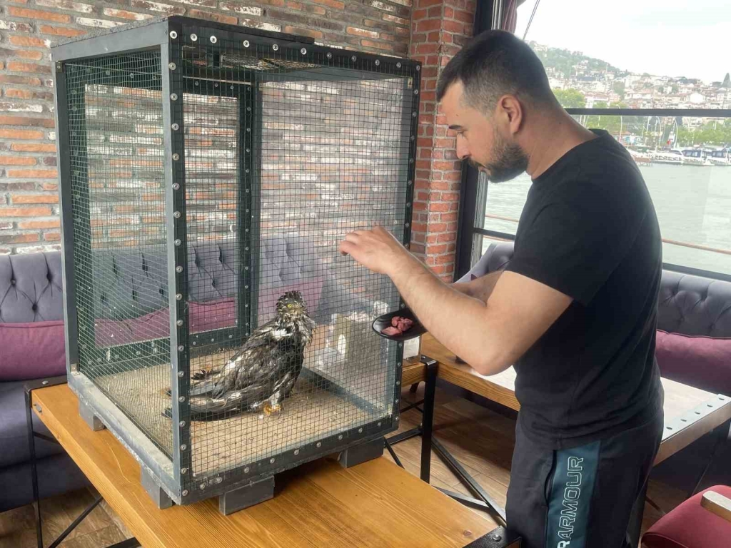 Denizde buldukları yırtıcı kuşu ısıtıp bonfile ile besledikten sonra doğaya bıraktılar