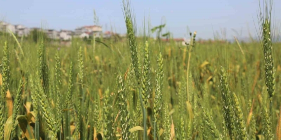 Gölcük Belediyesi buğday yetiştiriyor