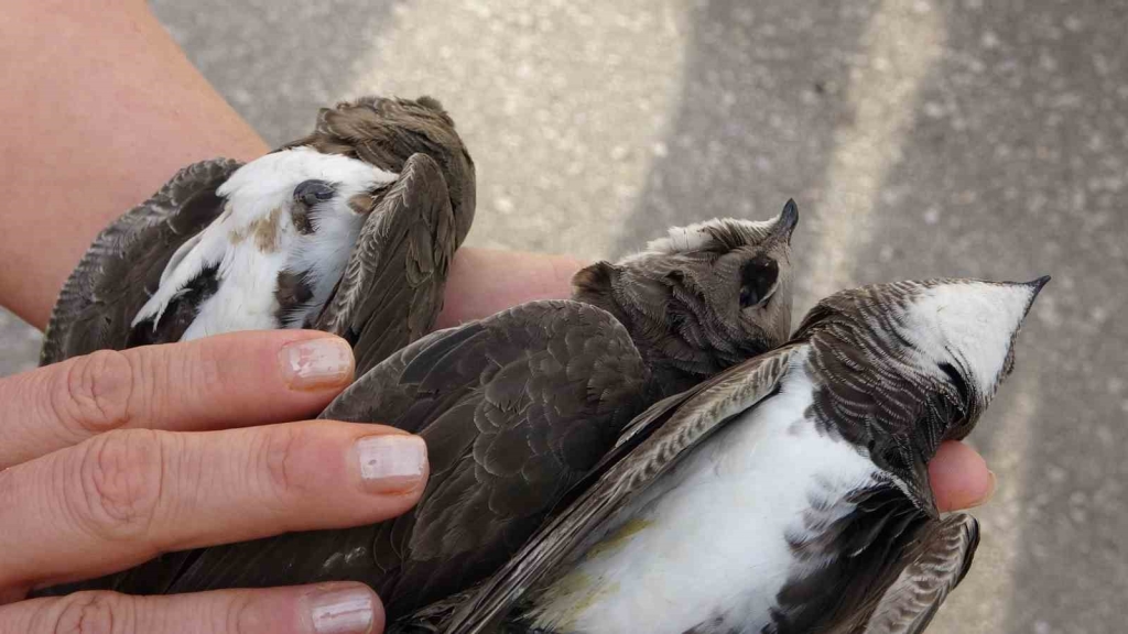 Kocaeli ’de hayrete düşüren olay: 8 ebabil kuşu telef oldu