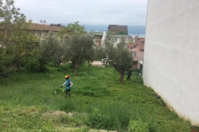 Körfez ’de yabani ot biçme çalışmaları sürüyor