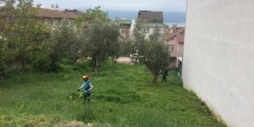 Körfez ’de yabani ot biçme çalışmaları sürüyor