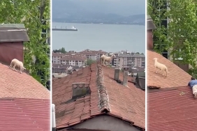 kur