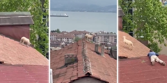 Çatıya çıkan koç hem güldürdü hem uğraştırdı
