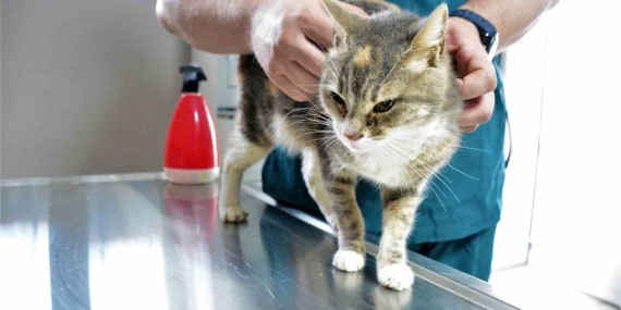 Öksüz yavruların süt annesi