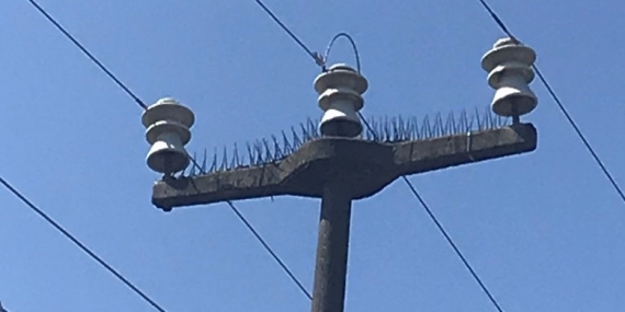 SEDAŞ, leyleklerin güvenli göç yolculuğu için önlemlerini aldı