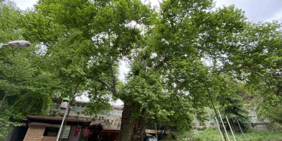 Tarihi çınar ağacı yıllara meydan okuyor