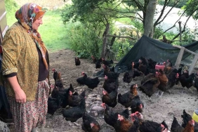 Üreticilere yüzde 50 hibeli yumurta tavuğu