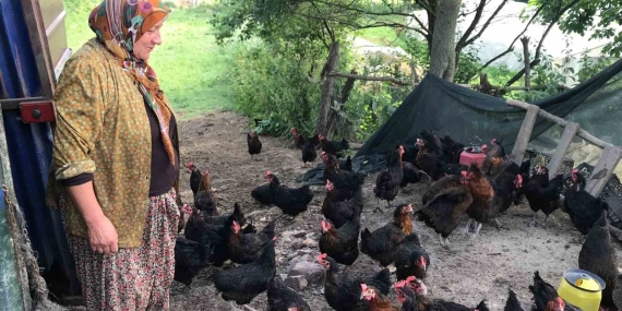 Üreticilere yüzde 50 hibeli yumurta tavuğu