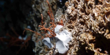 Denizin dibine bakın ne ekiyorlar