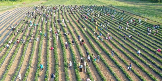 Kız çocuklarının eğitimi için dikilen çilekler toplanıyor