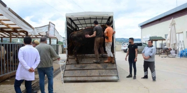 Kocaeli ’de kurbanlık hayvan girişleri başladı