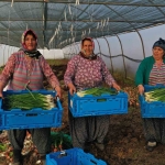 kooperatiflere-yuzde-75-hibeli-tarim-destegi
