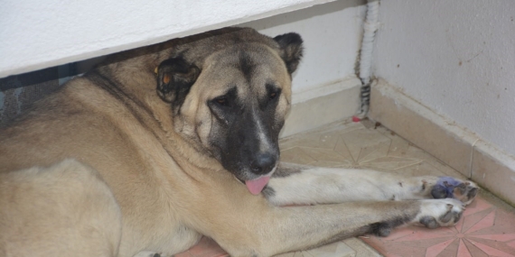 Köpeğe tekme iddiası ortalık karıştırdı: İki komşu böyle birbirine girdi