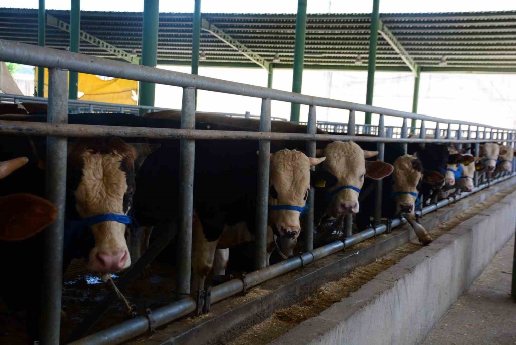 Körfez ’de küpesiz hayvan kurban satış alanına alınmayacak