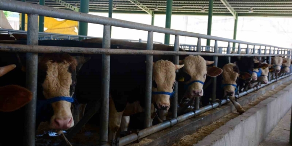 Körfez’de küpesiz hayvan kurban satış alanına alınmayacak