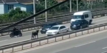 Sahibinin elinden kaçan dana D-100 ’ü birbirine kattı
