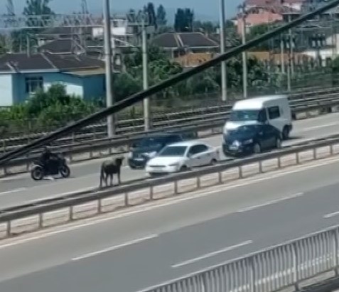 Sahibinin elinden kaçan dana D-100 ’ü birbirine kattı