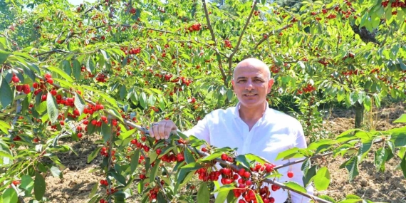 Başkan Söğüt: “Kiraz yetiştiricilerine desteğimiz sürecek”