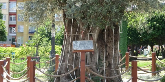 Kilometrelerce uzaklıktan getirilen 600 yıllık zeytin ağacının hikayesi