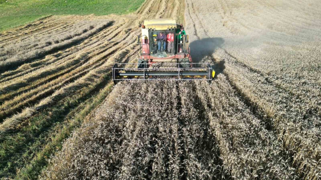 Kozluca ’da hasat şenliği