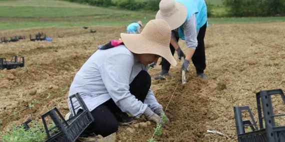 Tıbbi aromatik bitki yetiştiriciliğinde yeni ürün: kekik