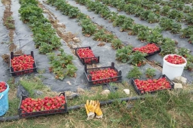 Üreticilere 118 bin çilek fidesi dağıtıldı