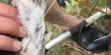 Olta iğnesi yutan yaban kuşu böyle kurtarıldı