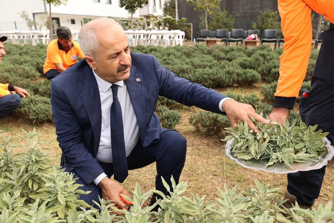 Şifa Kapısı ’nda bitki hasadı