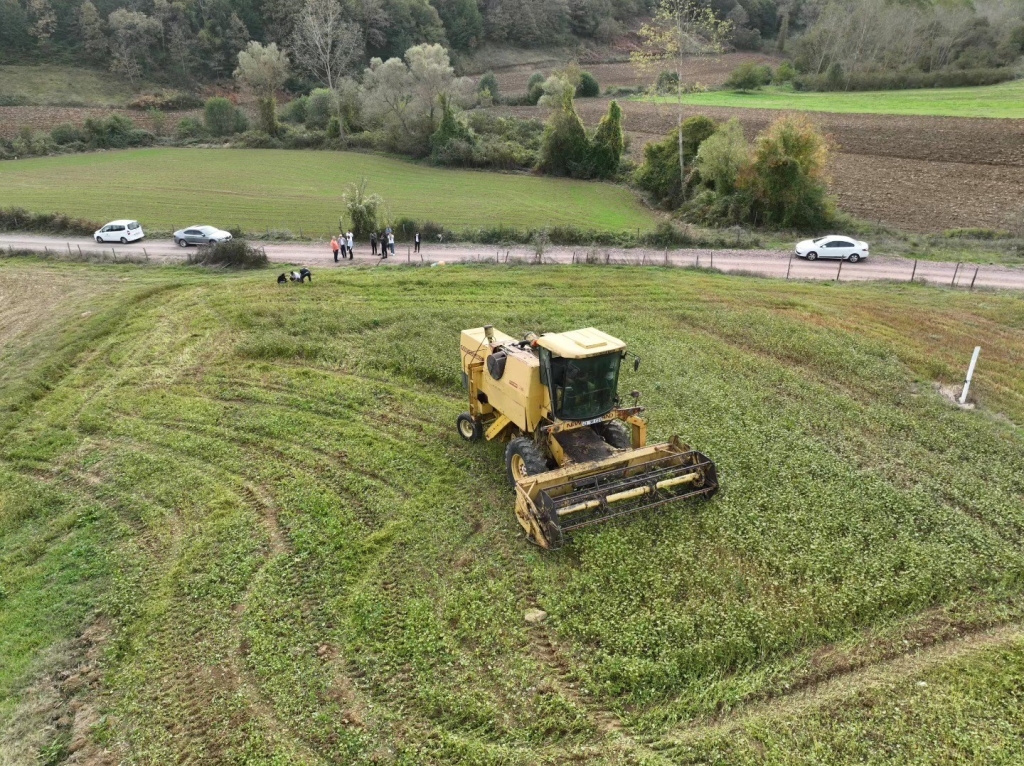 Derince ’de glutensiz karabuğday ekimi yaygınlaşıyor