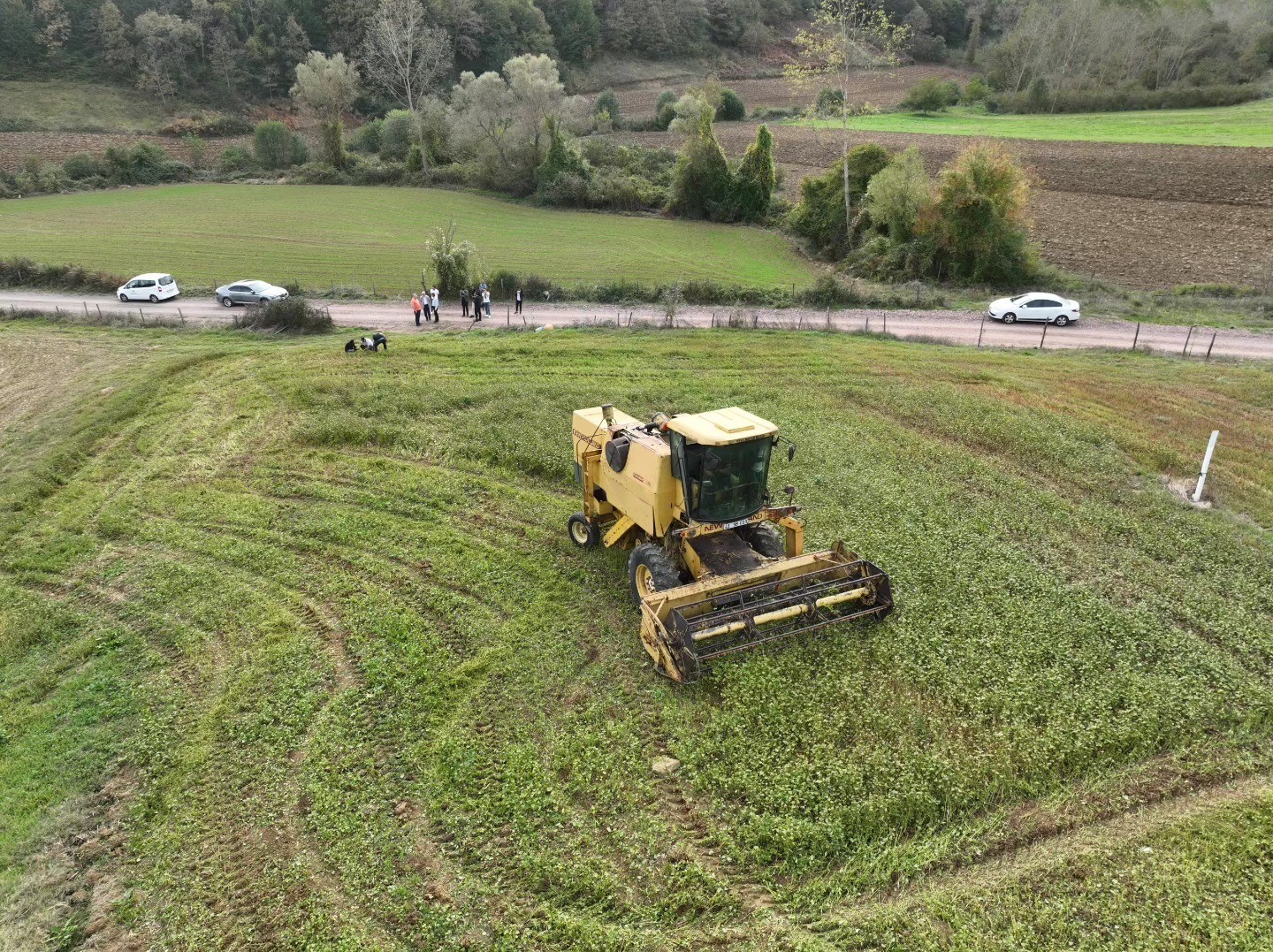 Derince ’de glutensiz karabuğday ekimi yaygınlaşıyor