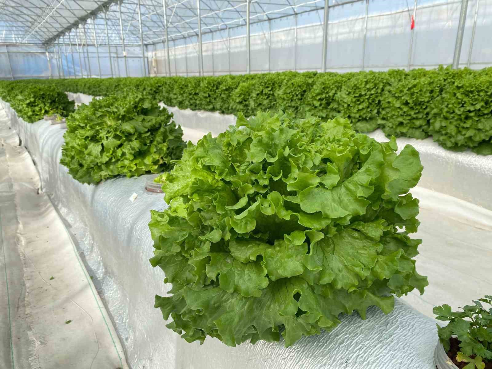 Türkiye ’de ilk olan sistemde hasat şenliği