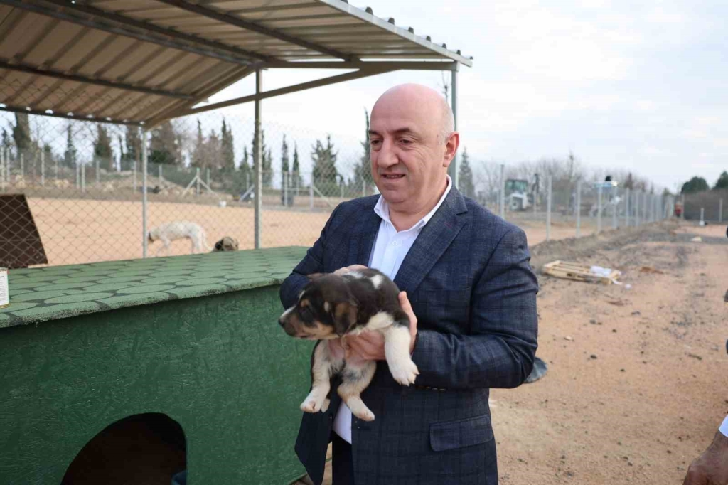 Sokak hayvanları Darıca ’da güvenli barınağa kavuştu