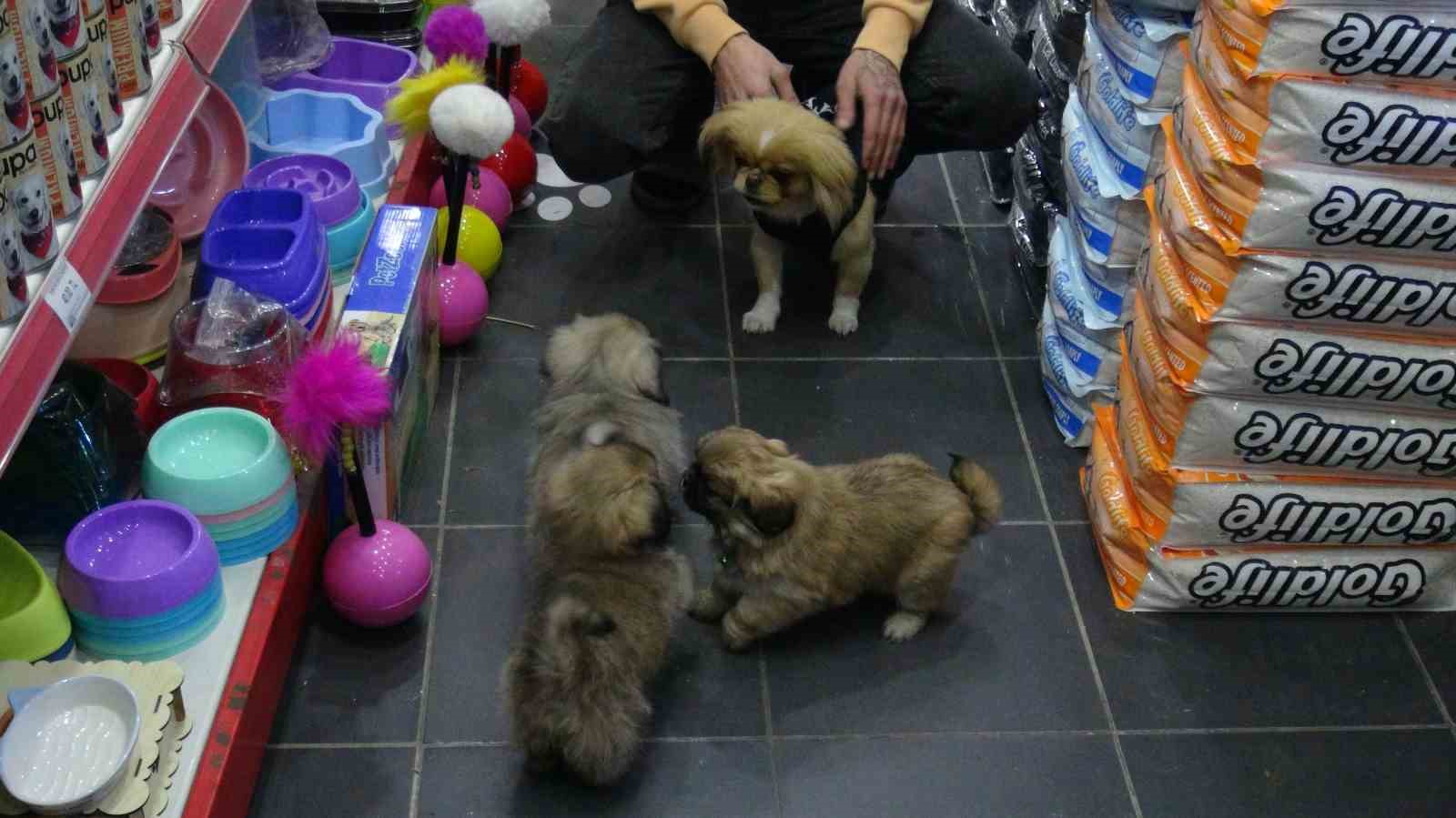 Kaçırılıp 500 TL ’ye satıldı, yavrularına kavuştu